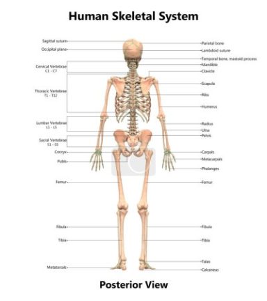 Massage Lernmaterial 1